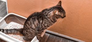 chat qui fait ses besoins