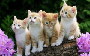 4 chatons qui sont frères et soeurs 