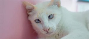 chat blanc avec yeux qui louchent