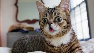 Chat atypique qui tire la langue avec toupet blanc